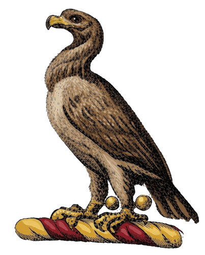 a hawk (or falcon) close